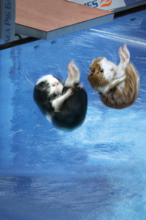 Guinea Pig Games 2013 - Synchronized Diving