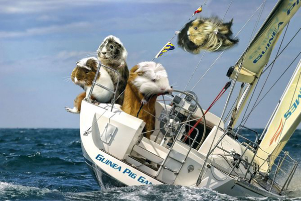 Guinea Pig Games 2013 - Sailing