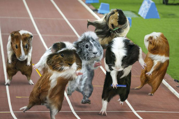 Guinea Pig Games 2013 - Sprint Race (Dash)