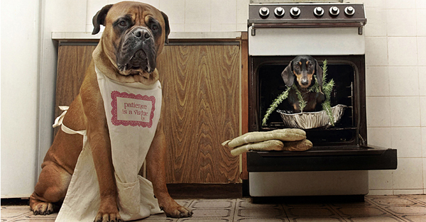 Pet Photography by Serena Hodson